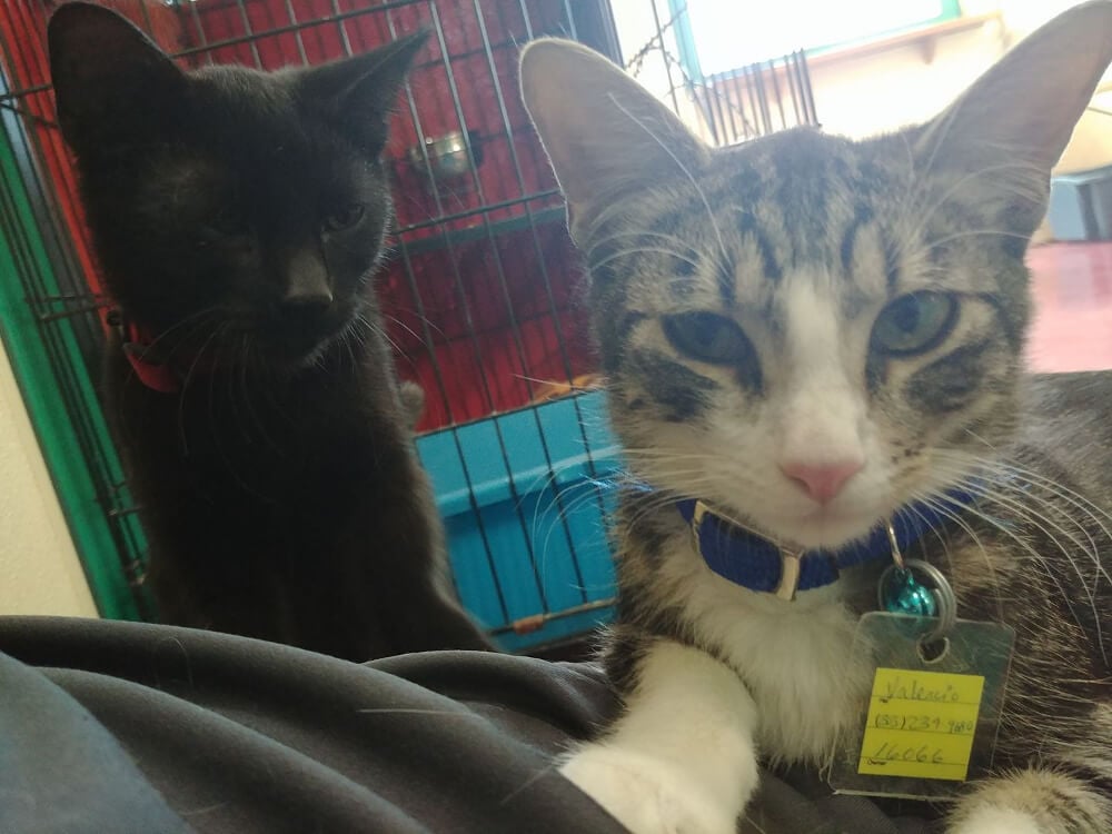 When the two of them came to me at the adoption center, it was a done deal